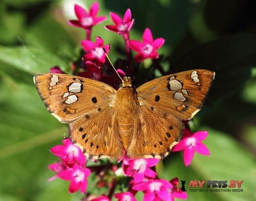 Coladenia indrani
