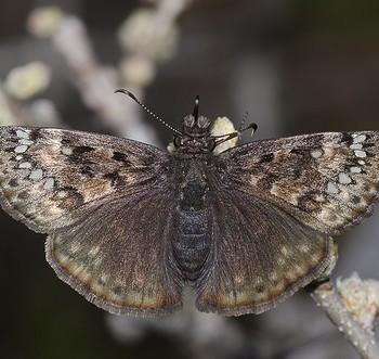 Erynnis horatius