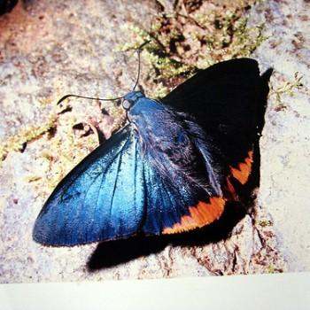 Chalypyge chalybea