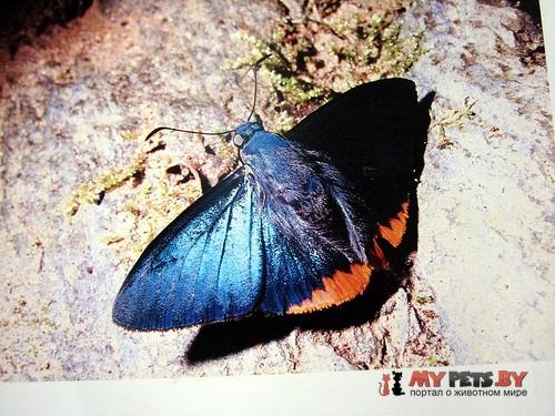 Chalypyge chalybea