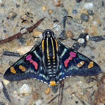 Mimoniades versicolor
