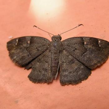 Sarangesa laelius
