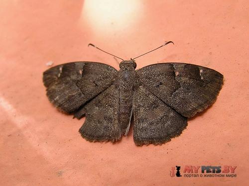 Sarangesa laelius