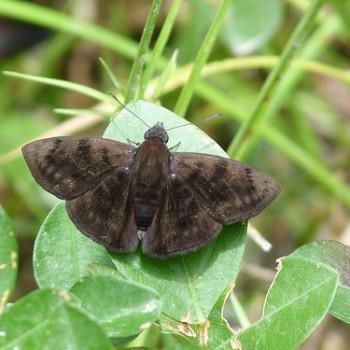 Pachyneuria herophile