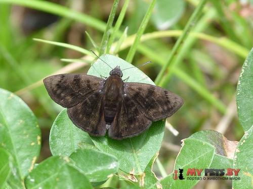 Pachyneuria herophile 