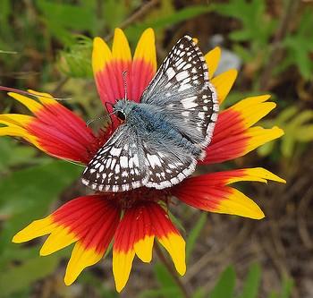 Pyrgus albescens