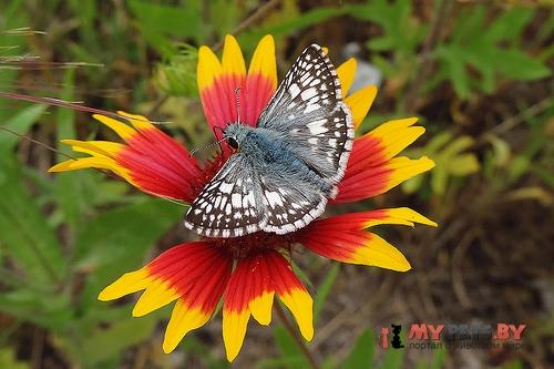 Pyrgus albescens