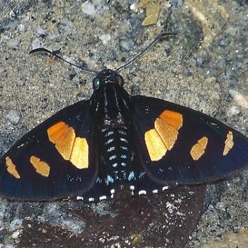 Mimoniades ocyalus