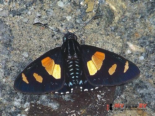 Mimoniades ocyalus