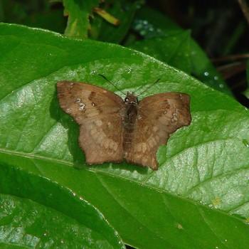Polyctor extensa