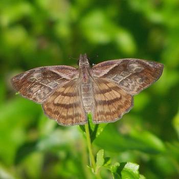 Timochares trifasciata