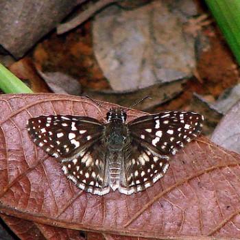 Pyrgus brenda