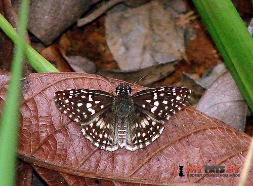 Pyrgus brenda
