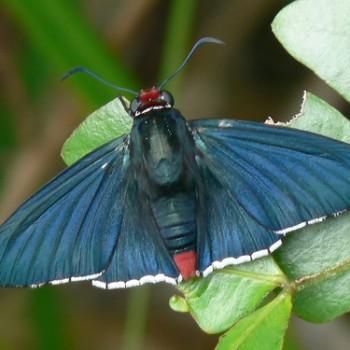 Elbella intersecta
