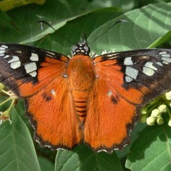 Myscelus belti