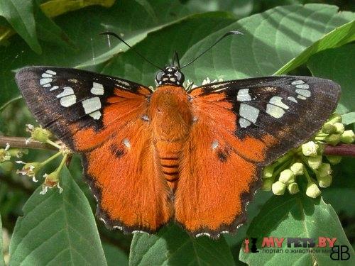 Myscelus belti