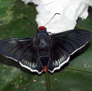 Passova gazera