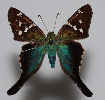 Urbanus pronus