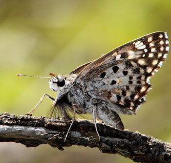 Caprona alida