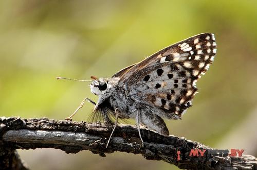 Caprona alida