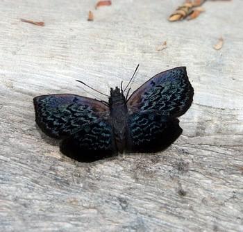 Cycloglypha enega