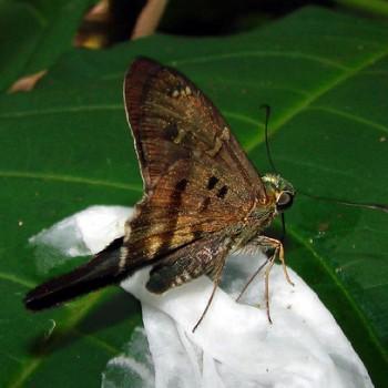 Urbanus velinus