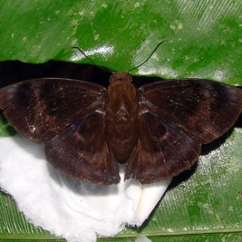 Aethilla echina