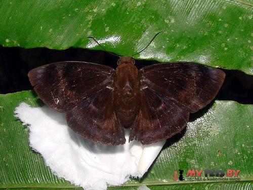Aethilla echina