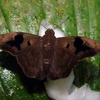 Xispia quadrata