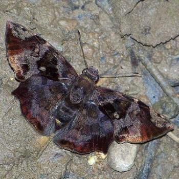 Antigonus nearchus