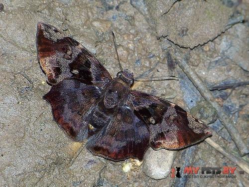 Antigonus nearchus