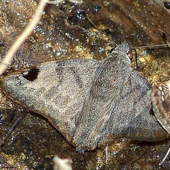 Arteurotia tractipennis