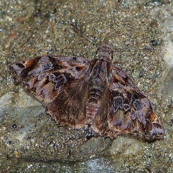 Noctuana stator