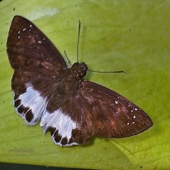 Tagiades ultra