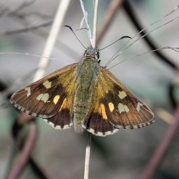 Hesperilla donnysa