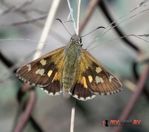 Hesperilla donnysa
