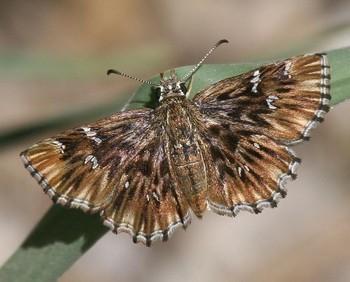 Celotes nessus