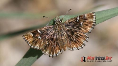 Celotes nessus