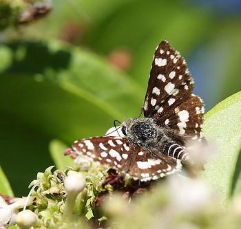 Spialia mafa