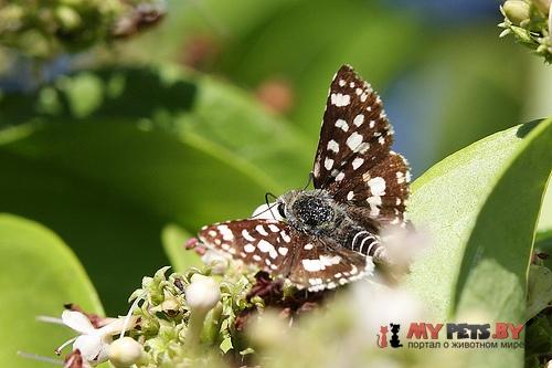 Spialia mafa