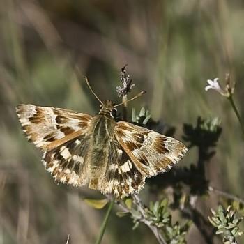 carcharodus lavatherae