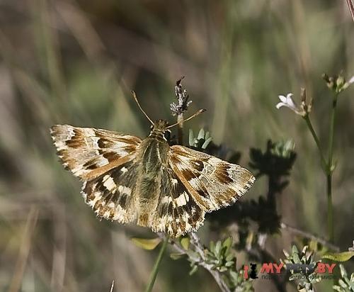 Carcharodus lavatherae