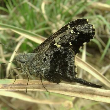 Typhedanus galbula