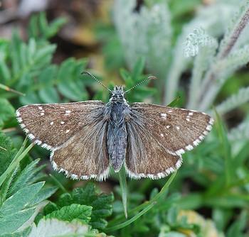 Pyrgus cacaliae