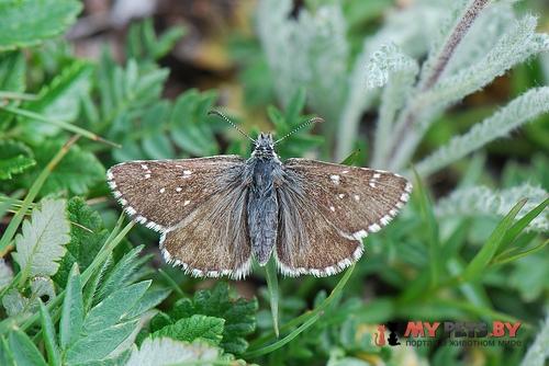 Pyrgus cacaliae