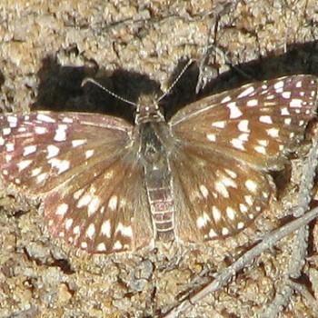 Pyrgus veturius