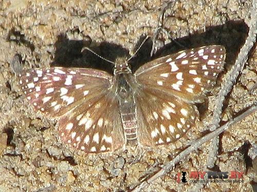 Pyrgus veturius