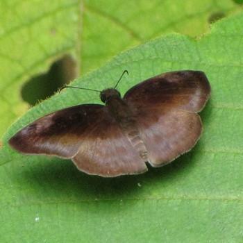 Anastrus meliboea