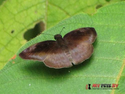 Anastrus meliboea