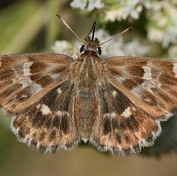carcharodus orientalis